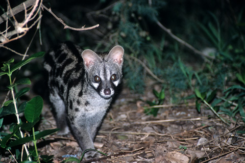 https://www.transafrika.org/media/Bilder Suedafrika/Ginsterkatze Afrika.jpg